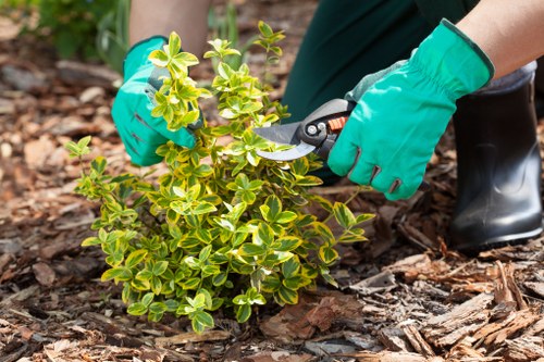 Professional checking branches and trunk for defects